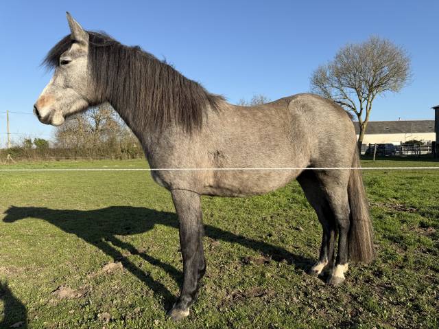 Potranca New Forest En venta 2023 Bayo por KENZO (NDL)