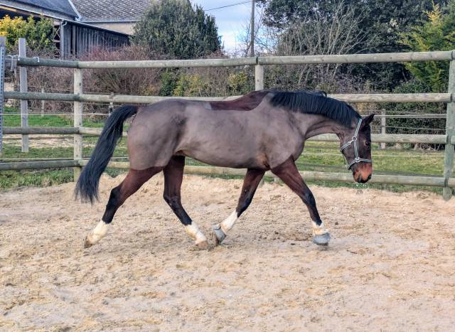 Caballo castrado Silla Francés En venta 2013 Bayo por QUINOTO BOIS MARGOT