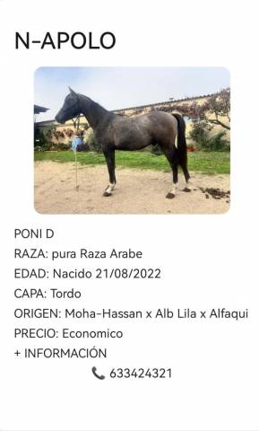 Poni PRA