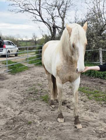 Caballo entero Palomino En venta 2020 Palomino