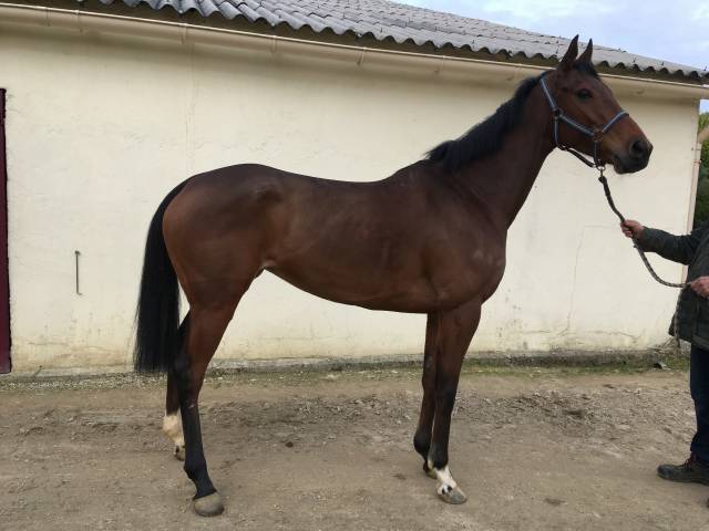 Yegua Pura Sangre En venta 2018 Bayo por INTELLO