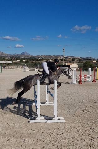 Caballo de salto 6 an̈os