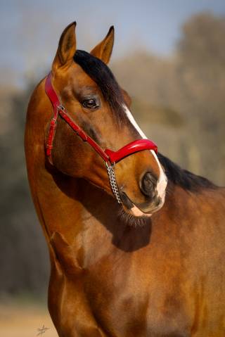 Caballo entero PRE Pura Raza Española En venta 2017 Alazán