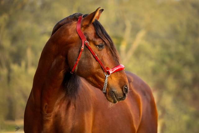 Caballo entero PRE Pura Raza Española En venta 2013 Alazán