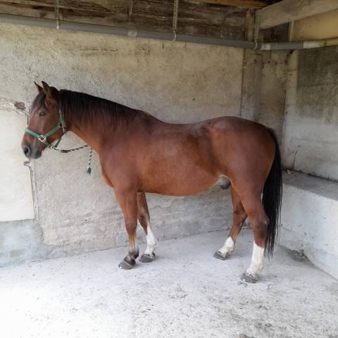 Caballo castrado Franca-Montaña En venta 2006 Bayo