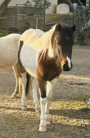 Caballo entero Welsh Poni (Sección B) En venta 2023 Pío por Itak de l’oureal