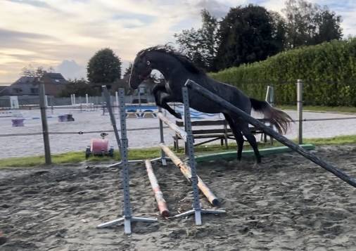 Caballo castrado Zangersheide En venta 2022 Tordo por Columbus Z