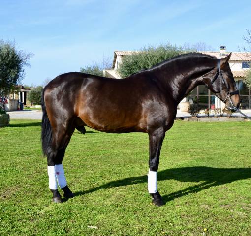 Caballo castrado PRE Pura Raza Española En venta 2022 Bayo moreno