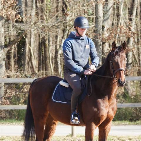 Caballo castrado Pura Sangre En venta 2018 Bayo