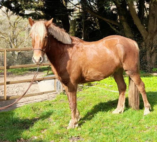 Caballo castrado Connemara En venta 2021 Alazán tostado por TITUS DE LIAF