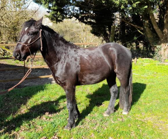 Caballo castrado Connemara En venta 2021 Negro por TITUS DE LIAF