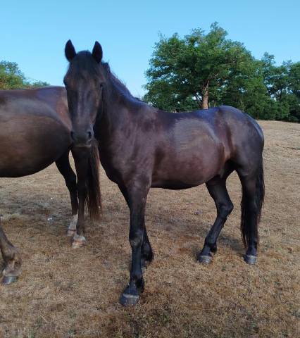 Caballo castrado Connemara En venta 2021 Negro por TITUS DE LIAF