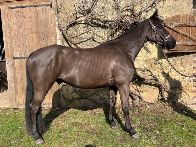 Caballo castrado Silla Francés En venta 2021 Negro