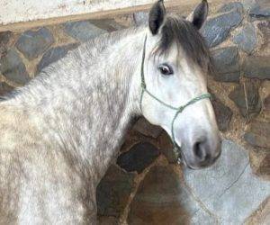 Caballo entero PRE Pura Raza Española En venta 2019 Tordo