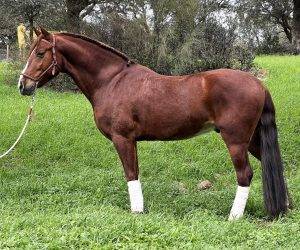 Caballo castrado PRE Pura Raza Española En venta 2017 Alazán