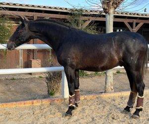 Caballo entero PRE Pura Raza Española En venta 2022 Negro