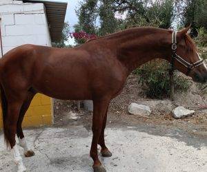 Caballo entero PRE Pura Raza Española En venta 2020 Alazán