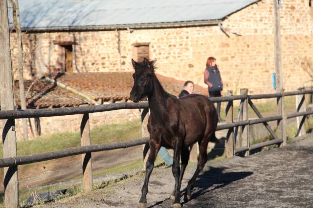 Potro PRE Pura Raza Española En venta 2024 Negro por MAUR TORNADO (PRE)