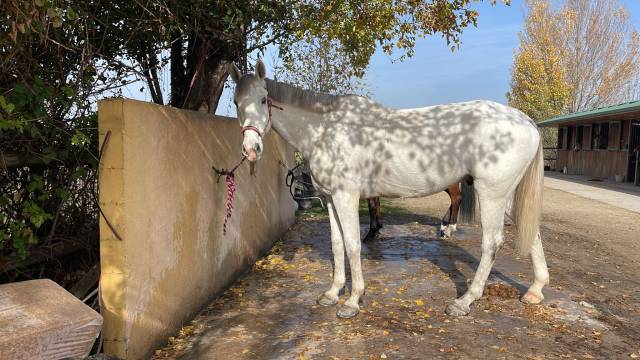 Caballo de salto para la familia entera 