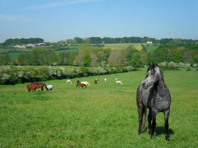 Propiedad ecuestre En venta Yonne