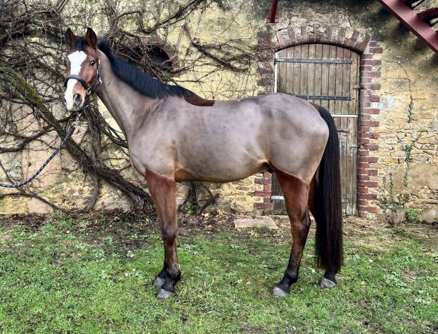 Caballo castrado Silla Francés En venta 2016 Bayo