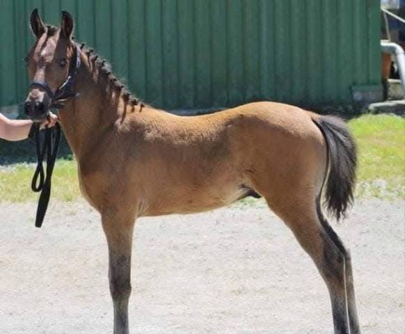 Yegua de ganadería PFS Poni Françés de Silla En venta 2007 Alazán tostado