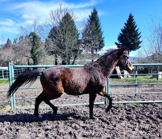Potro KWPN Caballo de Deporte Neerlandés En venta 2022 Bayo moreno por HERMES