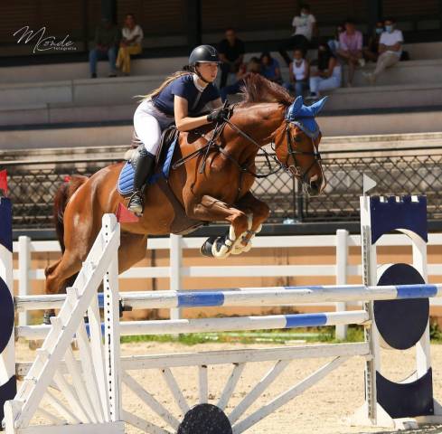 EN VENTA CABALLO DE SALTO CDE