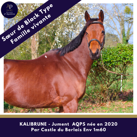 Yegua AQPS En venta 2020 Bayo
