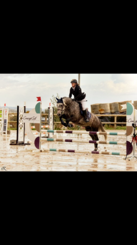 Caballo castrado Otra raza de Caballos En venta 2018 Tordo