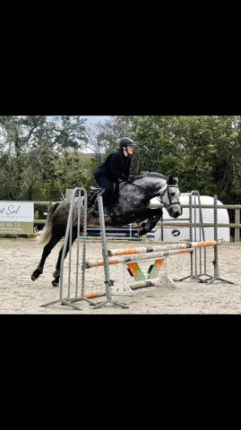 Caballo castrado Connemara En venta 2018 Tordo