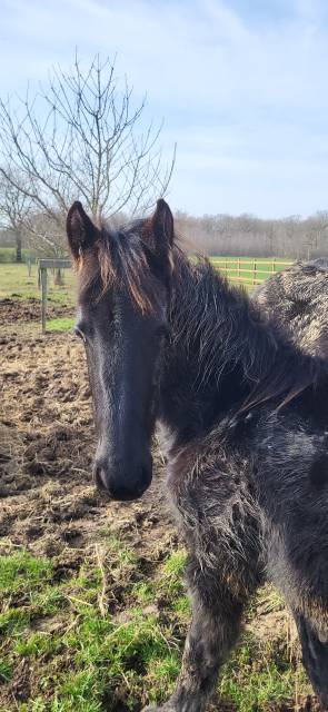 Yegua Frisón En venta 2019 Negro por PAARD