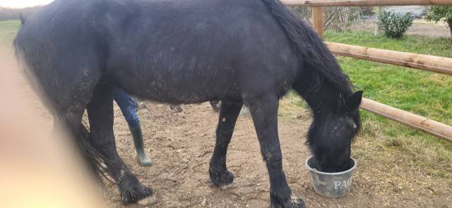 Yegua Frisón En venta 2020 Negro por PAARD