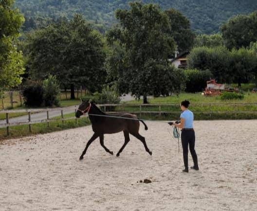 Yegua Lusitano En venta 2024 Negro