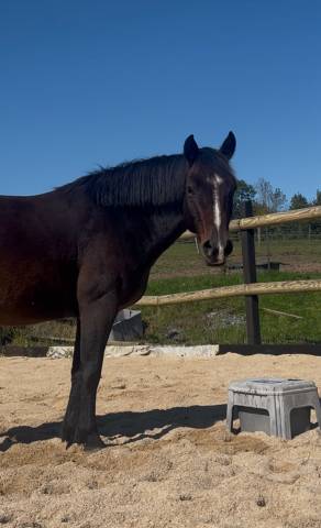 Caballo castrado New Forest En venta 2018 Bayo por Skywalker