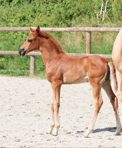 Potranca KWPN Caballo de Deporte Neerlandés En venta 2024 Alazán tostado por VITALIS