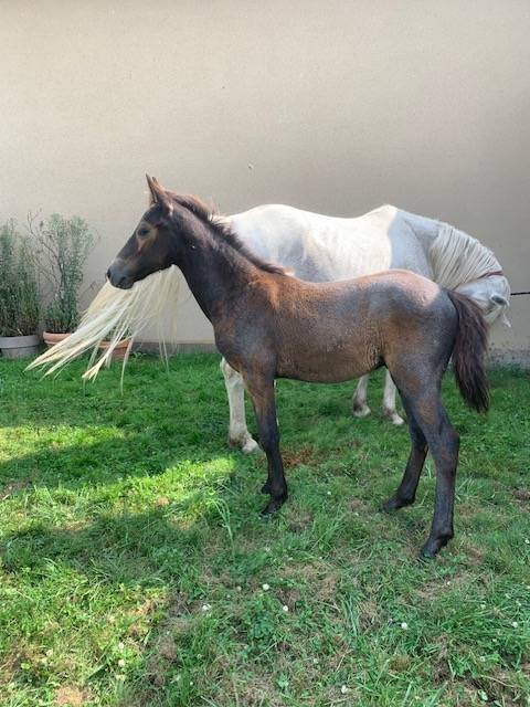 Caballo castrado Connemara En venta 2024 Tordo por GALION DE MINUIT