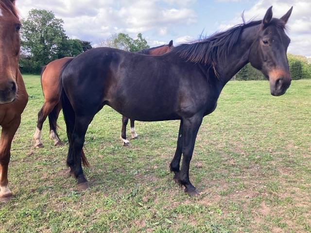 Yegua de ganadería Silla Francés En venta 1999 Negro por Arc de Triomphe