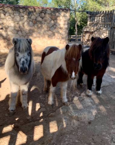 Ponis Shetland