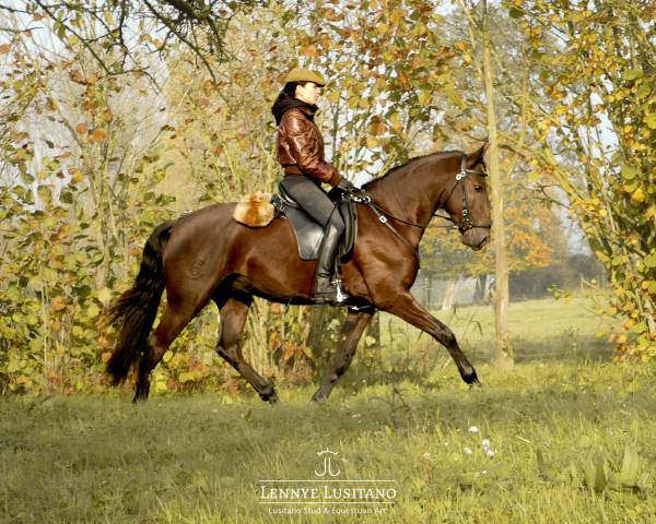 Caballo castrado Lusitano En venta 2020 Negro