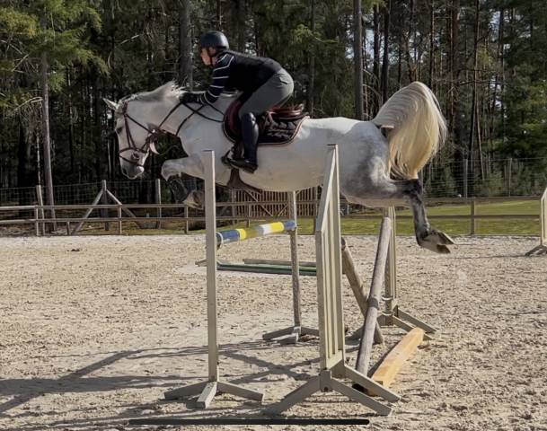 Yegua Silla Francés En venta 2018 Tordo
