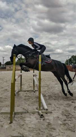 Olé de Buzalén, Caballo CDE en venta – Negro