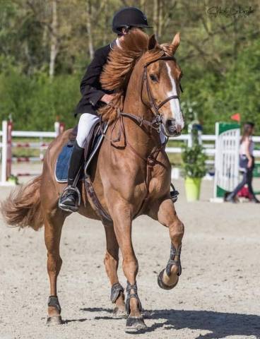 Caballo castrado Silla Francés En venta 2012 Alazán por KALASKA DE SEMILLY