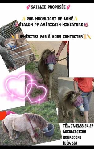 Moonlight  - Cavallo americano miniature 2022