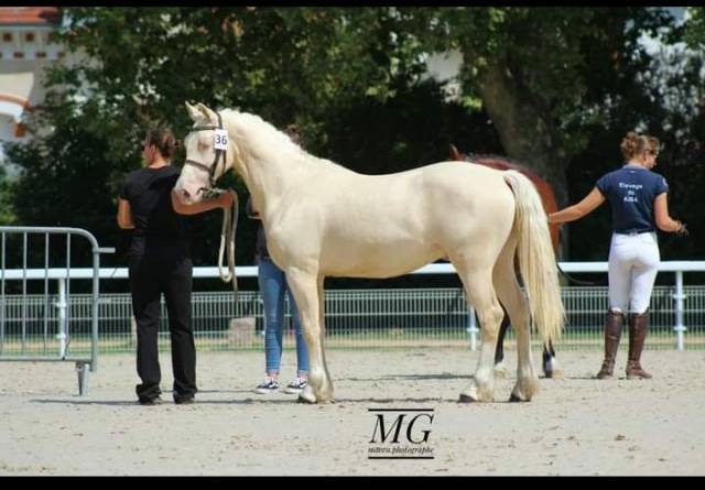Caballo castrado Welsh Poni (Sección D), Welsh Cob  En venta 2021 Crema por Qrysto Sponte