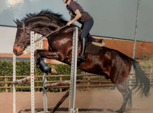 Caballo castrado Holsteiner En venta 2009 Bayo moreno por Cormint