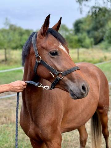 Potranca New Forest En venta 2022 Bayo por Orlando de Civry