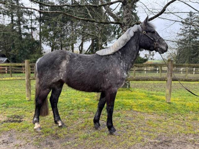 Caballo castrado Connemara En venta 2022 Tordo