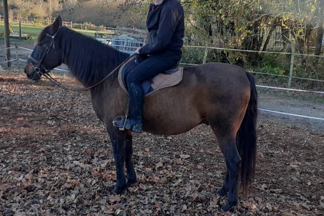 Caballo castrado Lusitano En venta 2015 Bayo moreno