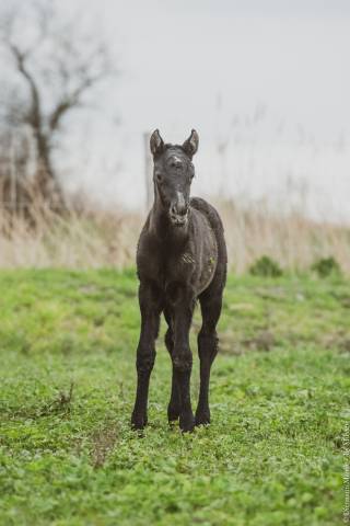 Potranca Lusitano En venta 2025 Tordo por IMPERIO II SS